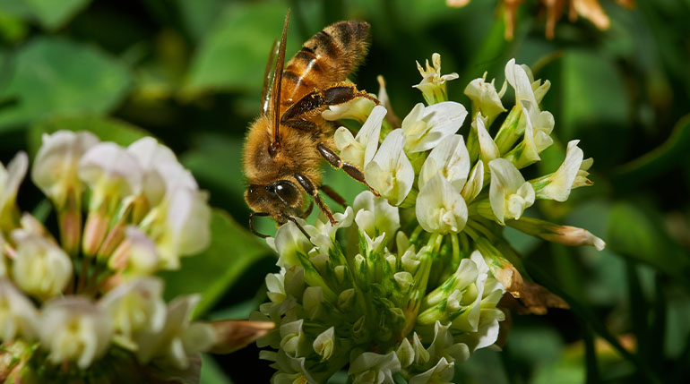 miód przeciwwskazania